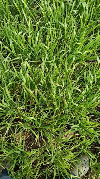 مشاكل الاصفرار القمح بعد عمر ٥٠ يوم